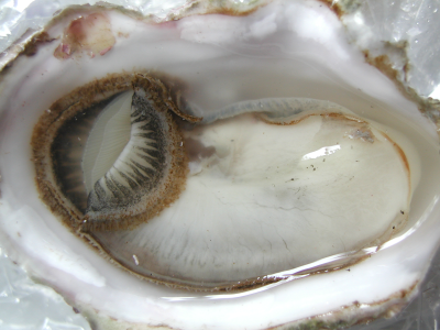 oyster tasting profile and grid